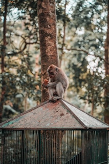 A monkey is sitting on the peaked roof of a wire cage placed in a forested area. Surrounding the scene are large trees with textured trunks and thick foliage. The monkey appears to be eating something while holding it with its hands.