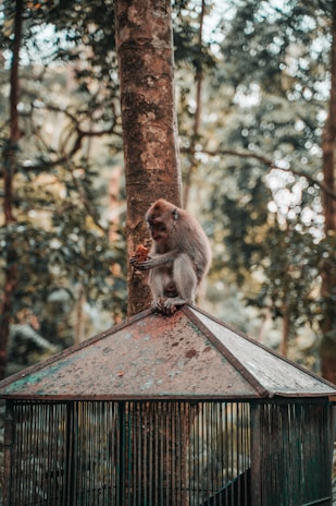 A monkey is sitting on the peaked roof of a wire cage placed in a forested area. Surrounding the scene are large trees with textured trunks and thick foliage. The monkey appears to be eating something while holding it with its hands.