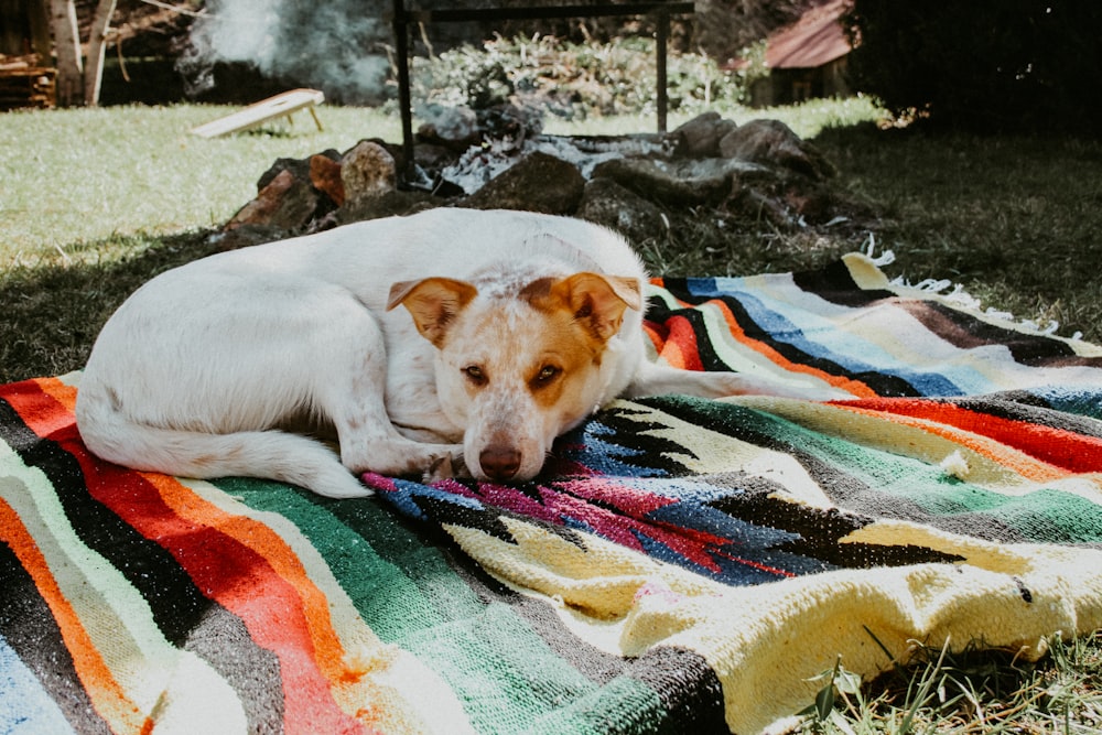 white short-coated dog