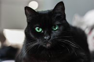A black cat with striking green eyes gazes intently. The fur appears sleek and smooth, with detailed whiskers visible. The background is softly blurred, creating a focus on the cat’s face.