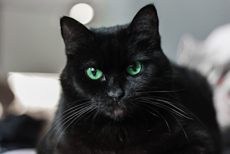A black cat with striking green eyes gazes intently. The fur appears sleek and smooth, with detailed whiskers visible. The background is softly blurred, creating a focus on the cat’s face.