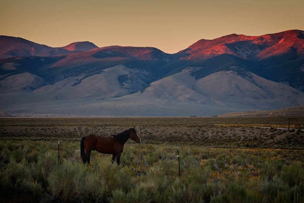 Cavalo marrom em campos abertos perto da montanha