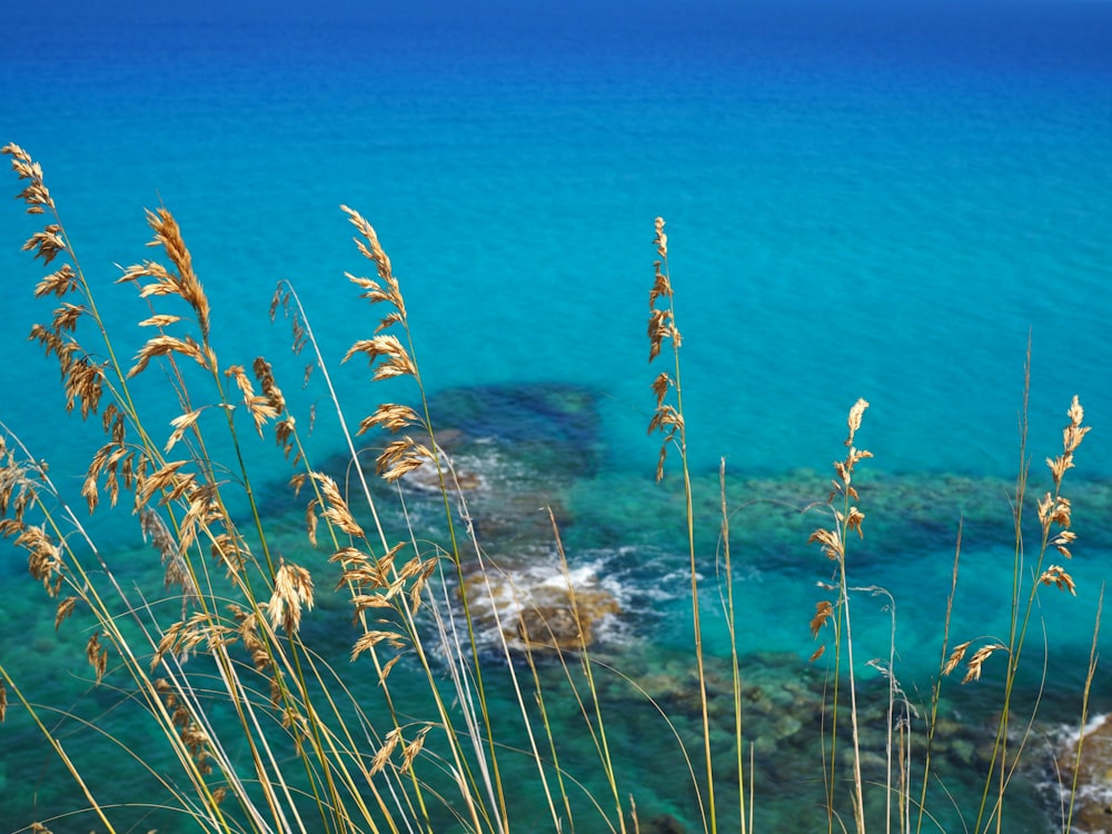 brown plant near green body of water