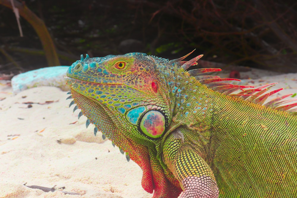 close-up photo of chameleon