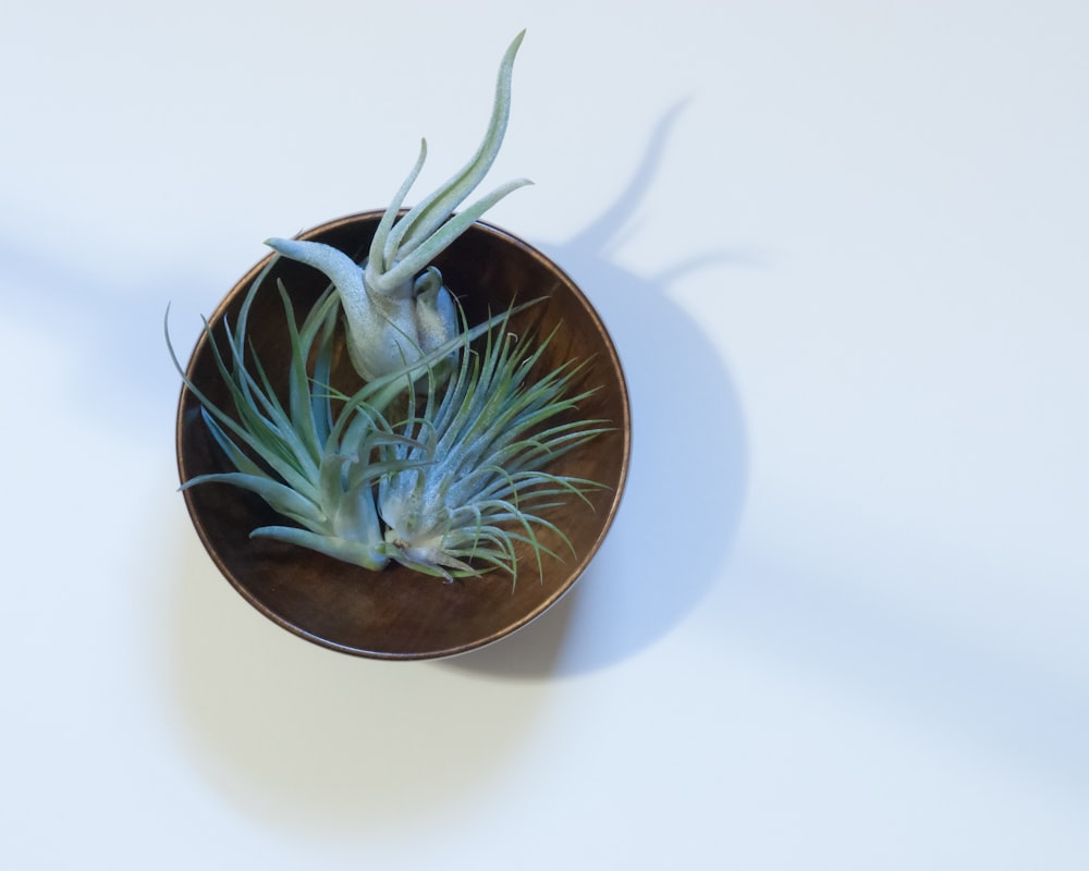 green lead plants on brown bowl