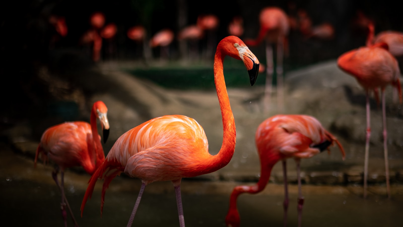 Fujifilm X-T3 + Fujifilm XF 56mm F1.2 R sample photo. Pink flamingo photography