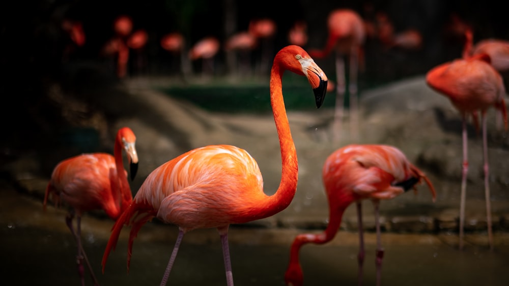 pink flamingo