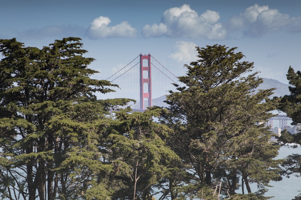 Golden Gate Bridge through forest during daytime