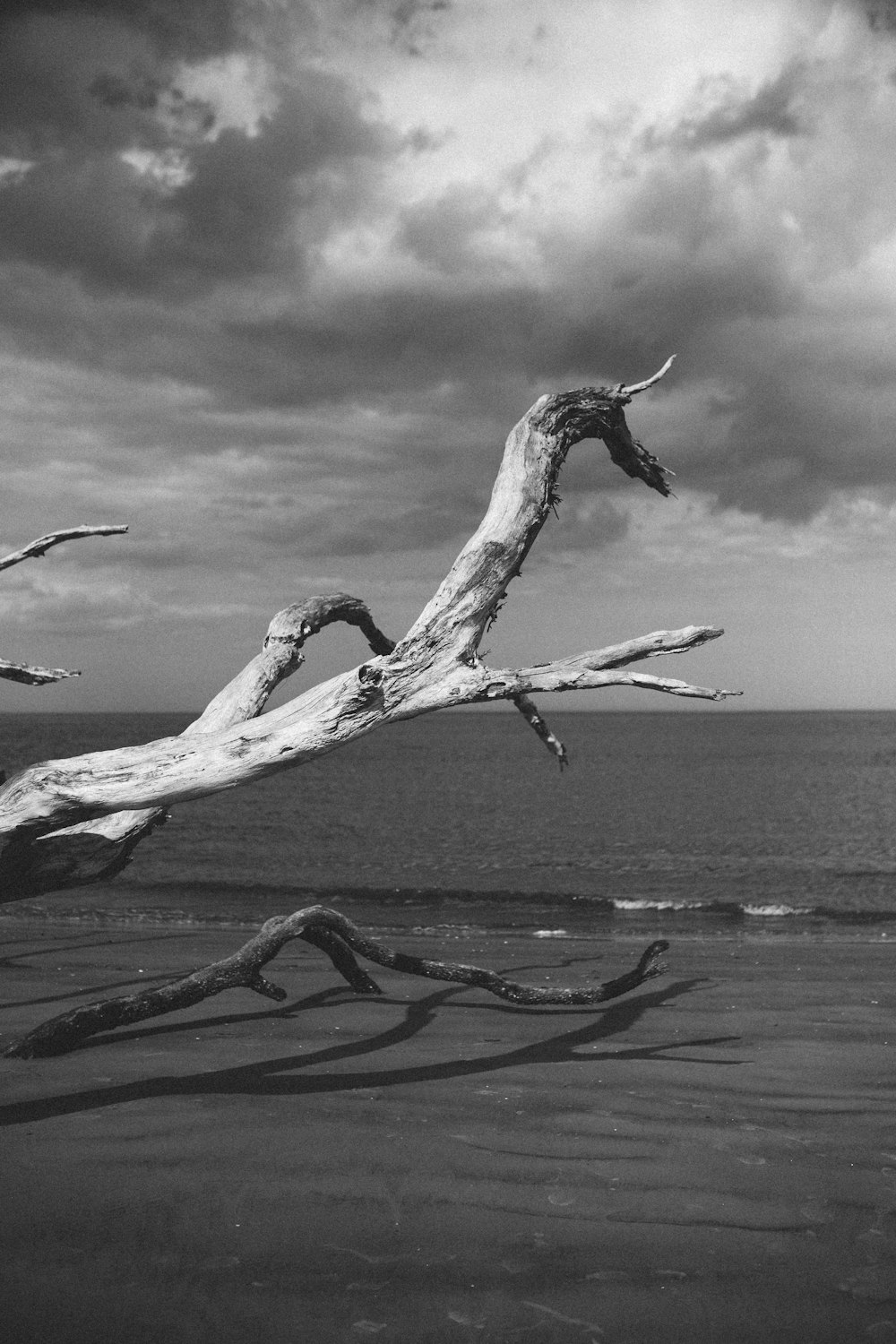 grayscale photo of tree near water