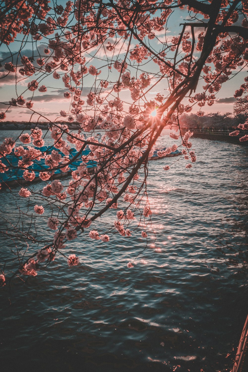 pink cherry blossoms beside sea during golden hour