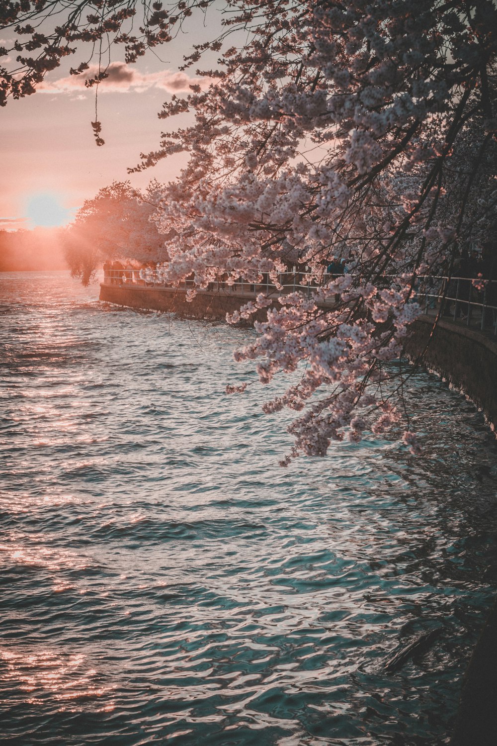 cherry blossom beside body of water
