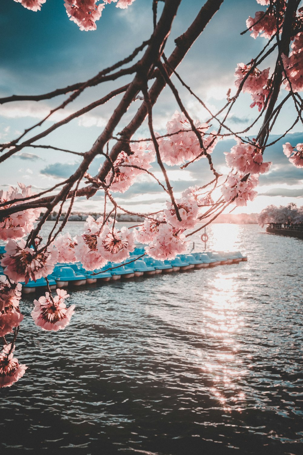 cherry blossoms