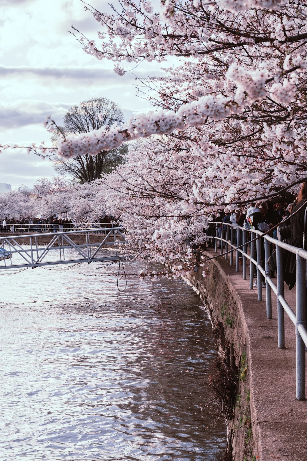 gray metal handrail beside cherry blossoms