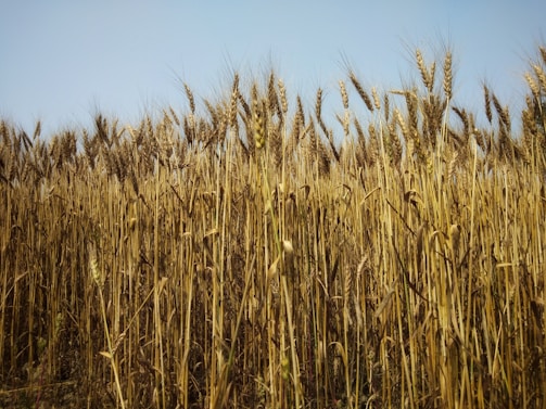 A sunlit field of golden wheat swaying gently under a clear blue sky at BFG Farm LLC.