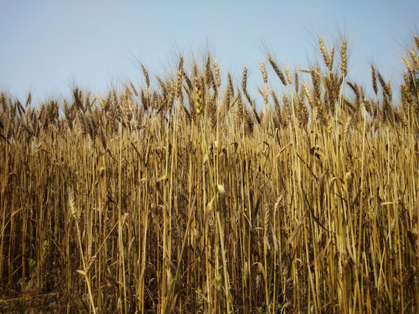 Rows of golden wheat in a field, modified for drought resistance, stretching toward a clear blue sky.