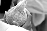 A hand gently holds a textured coconut, highlighting its fibrous exterior. The surrounding background is soft and out of focus.