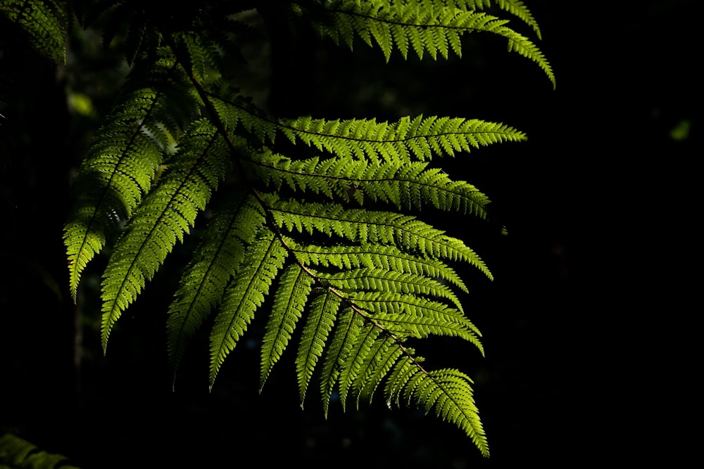 green boston fern