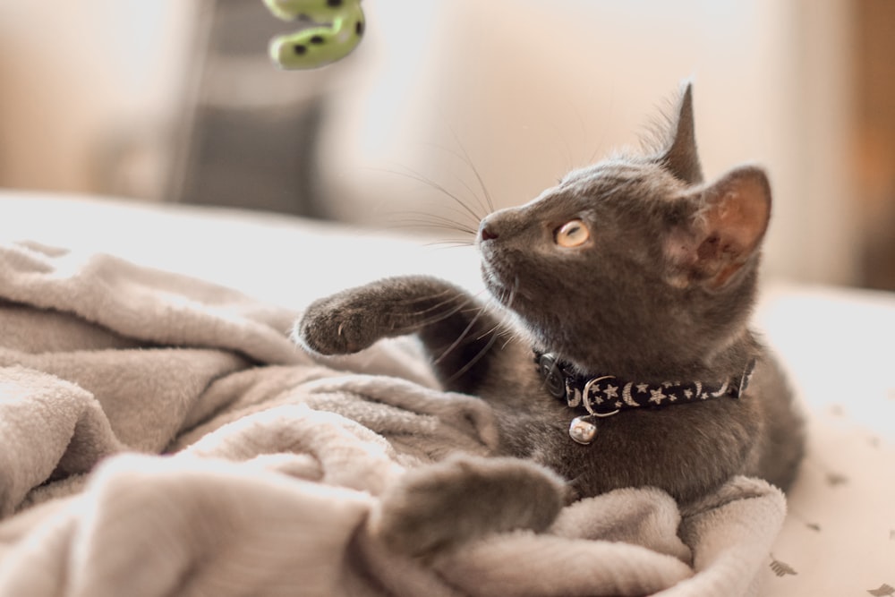 grey cat on white textile