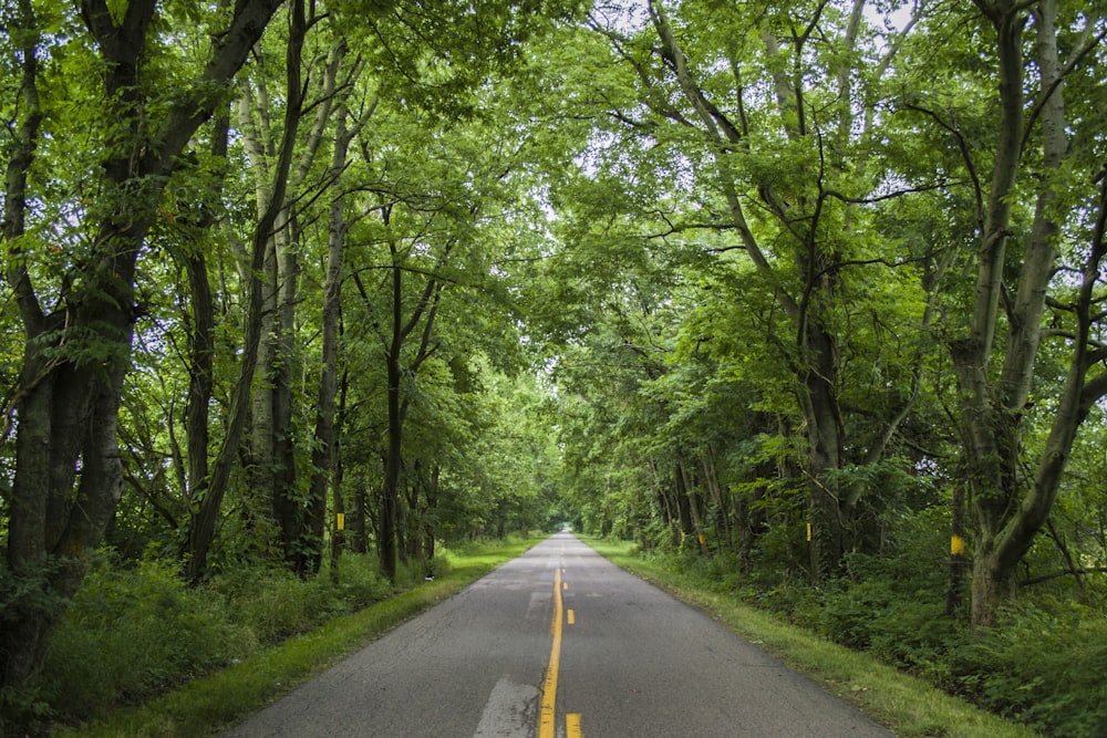 1000+ Green Road Pictures | Download Free Images on Unsplash