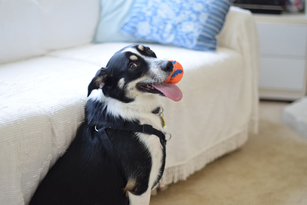 black and white dog near white bed