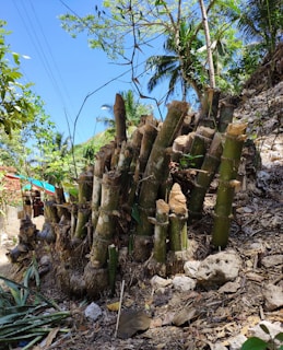 A cluster of freshly cut bamboo stalks is surrounded by dry leaves and rocky terrain. Overhead, a clear blue sky is accented by the green of surrounding trees, including a palm. In the background, small rustic structures are partially visible, adding to the rural setting.
