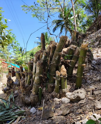 A cluster of freshly cut bamboo stalks is surrounded by dry leaves and rocky terrain. Overhead, a clear blue sky is accented by the green of surrounding trees, including a palm. In the background, small rustic structures are partially visible, adding to the rural setting.