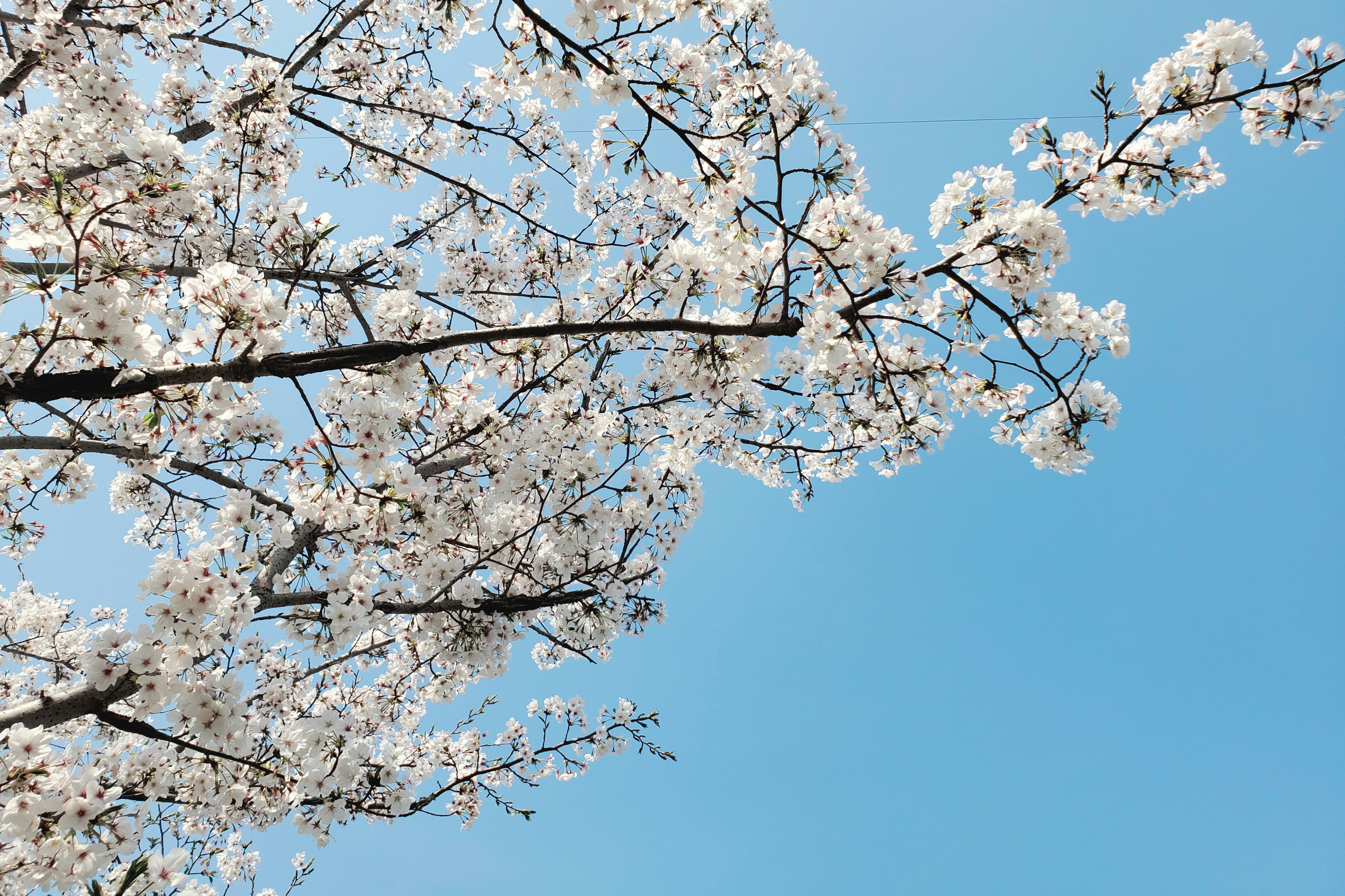 Photo by realdadalan