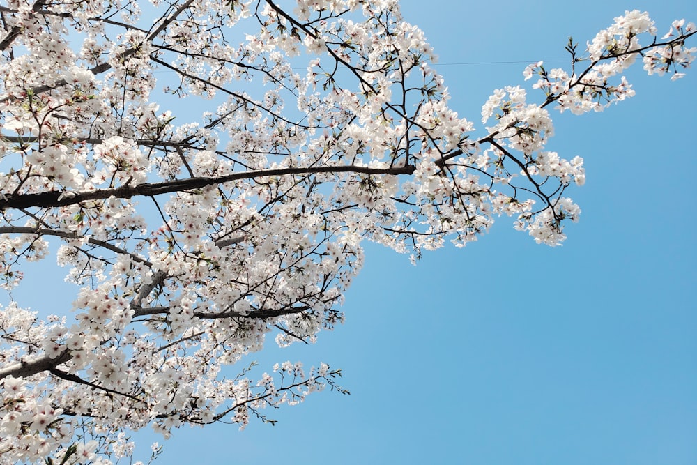 white petaled flowers