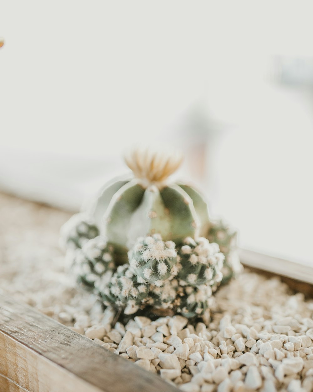 green cactus plant