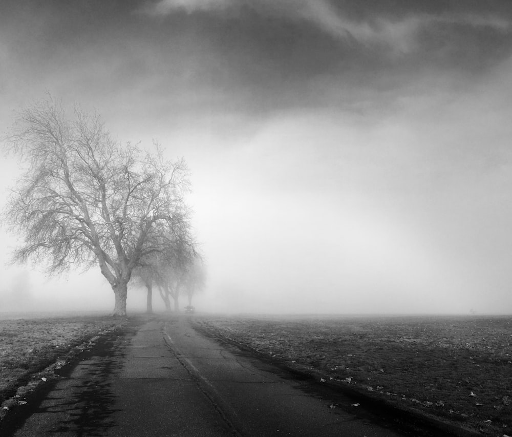 bare tree beside road