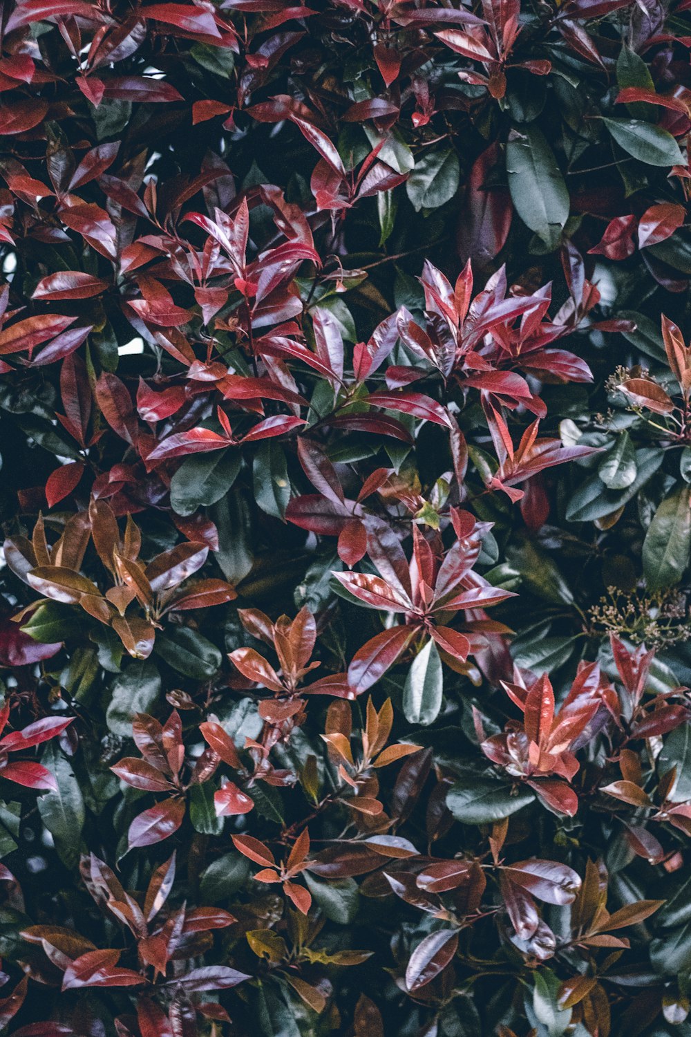 a close up of a bush with red and green leaves