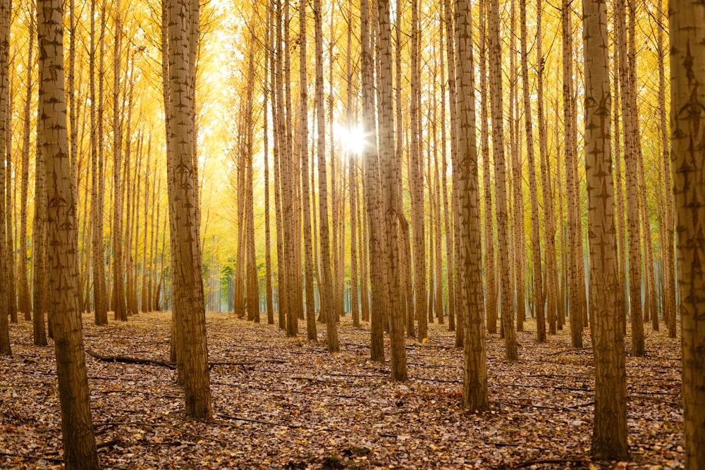 árboles grises del bosque durante el día