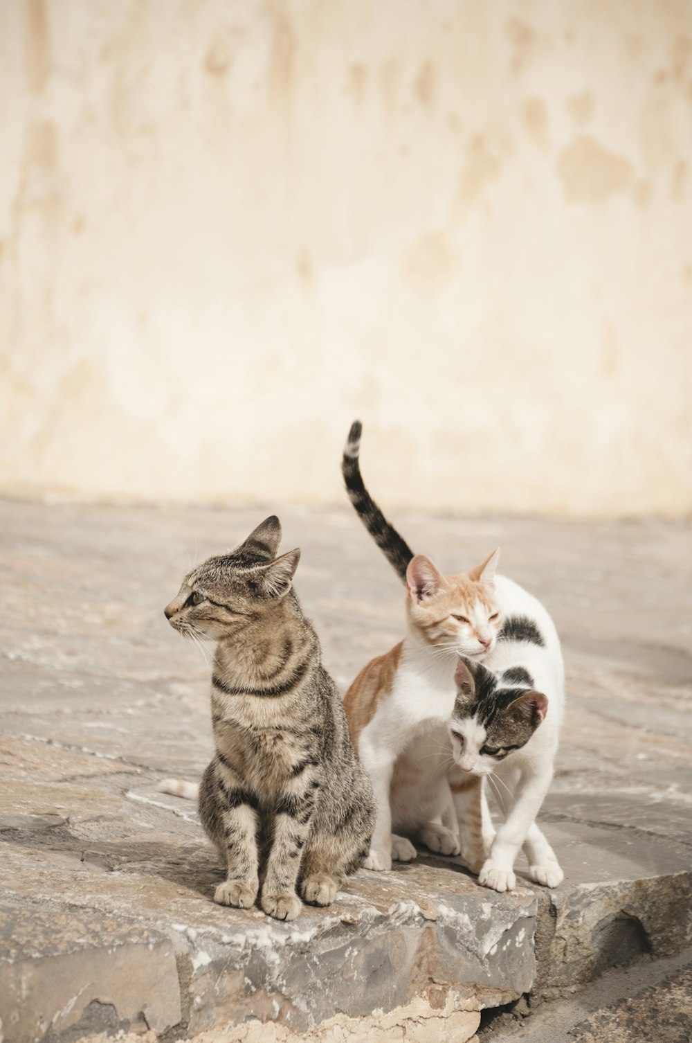 Drei Katzen am Straßenrand