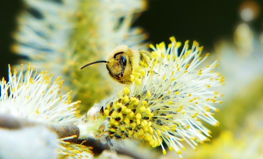 bee in flower