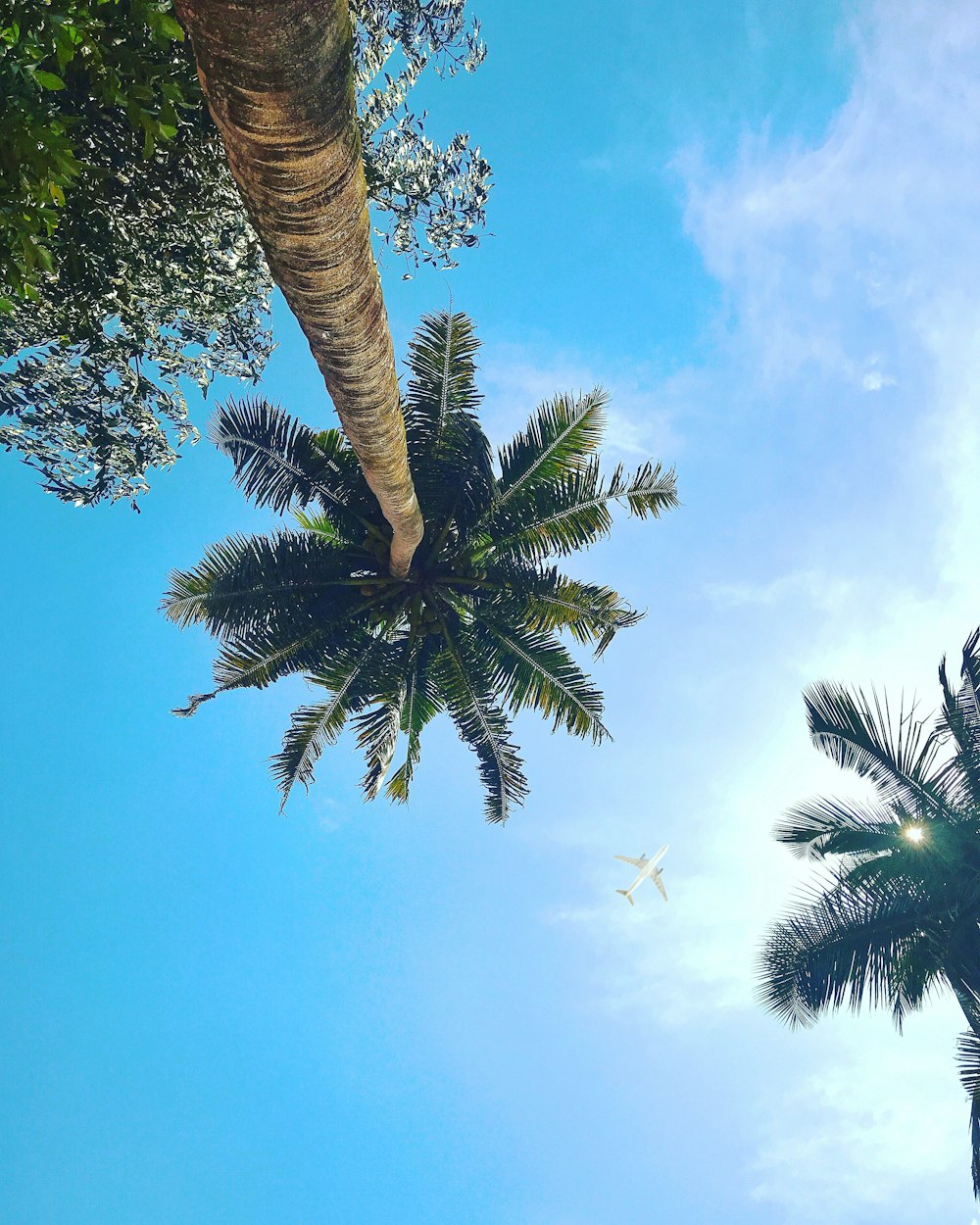 worm eye view of a coconut tree