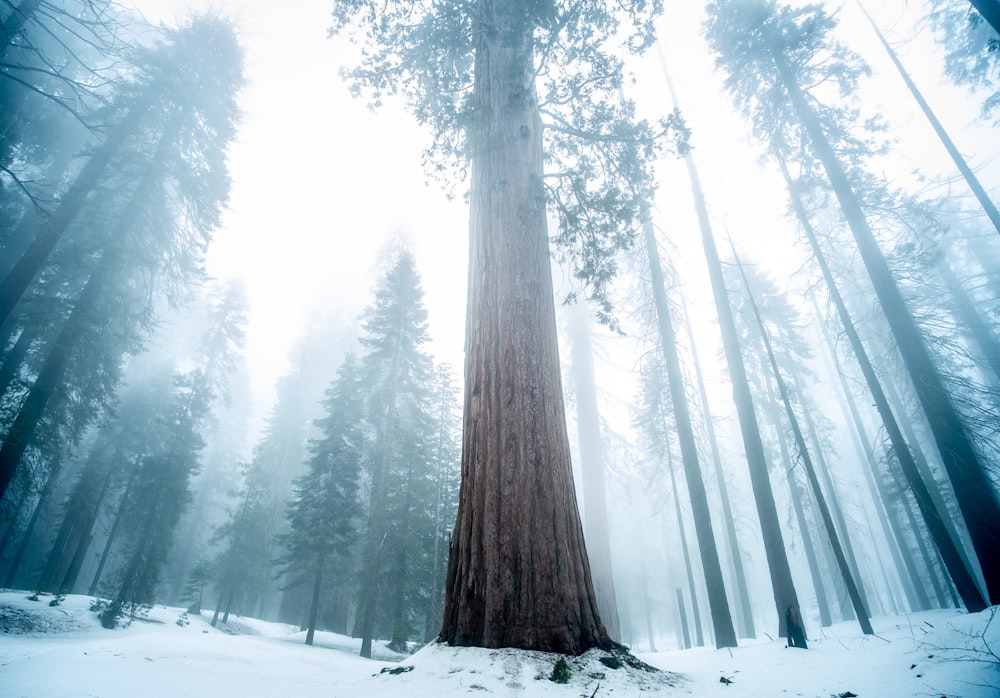 low angle photography of tall tree