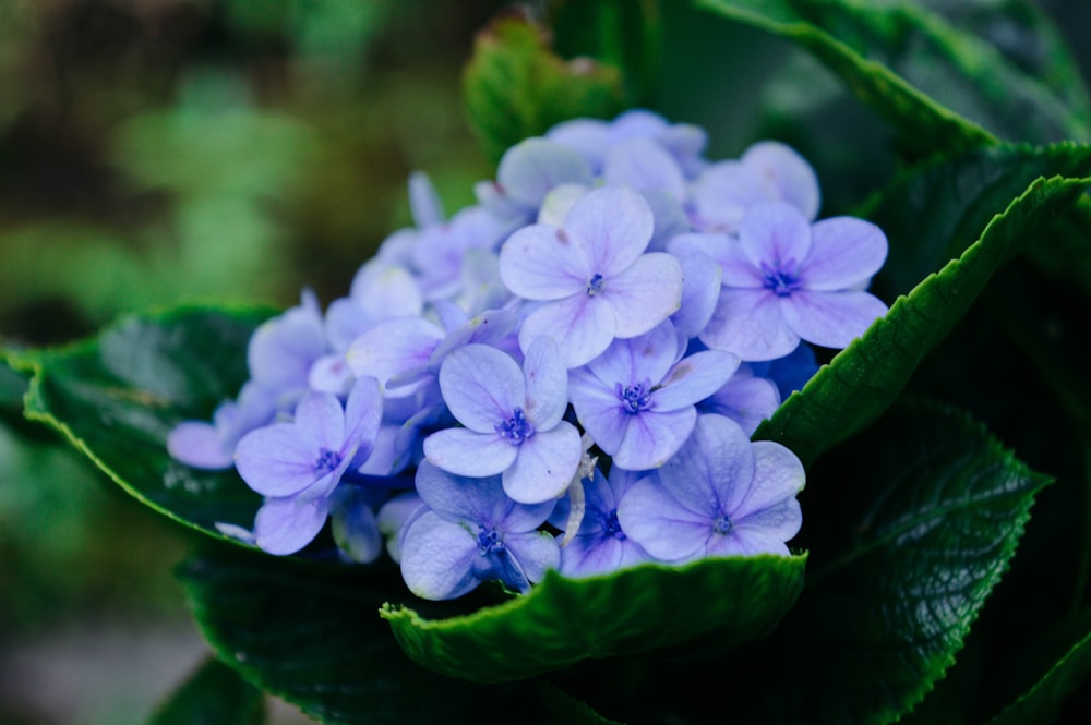 purple petaled flowers