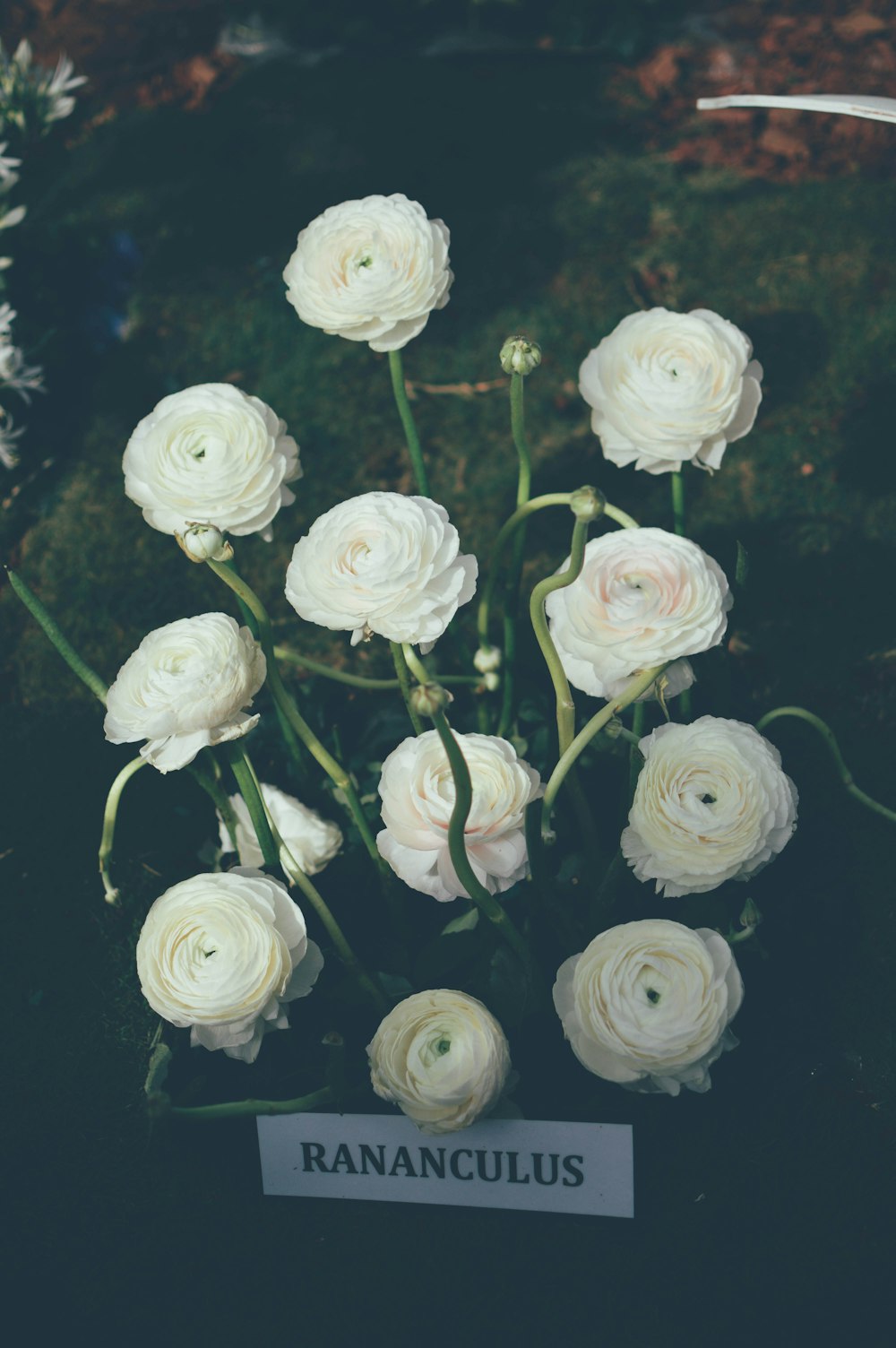 white petaled flowers