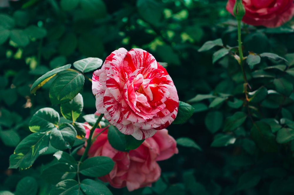 pink petaled flowers