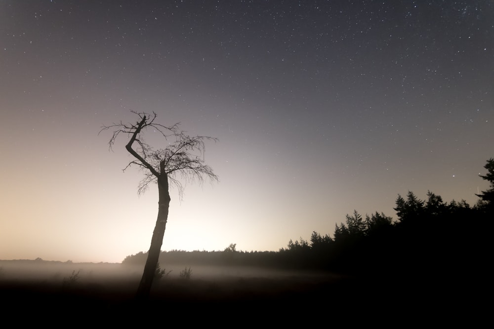 silhouette of bare tree