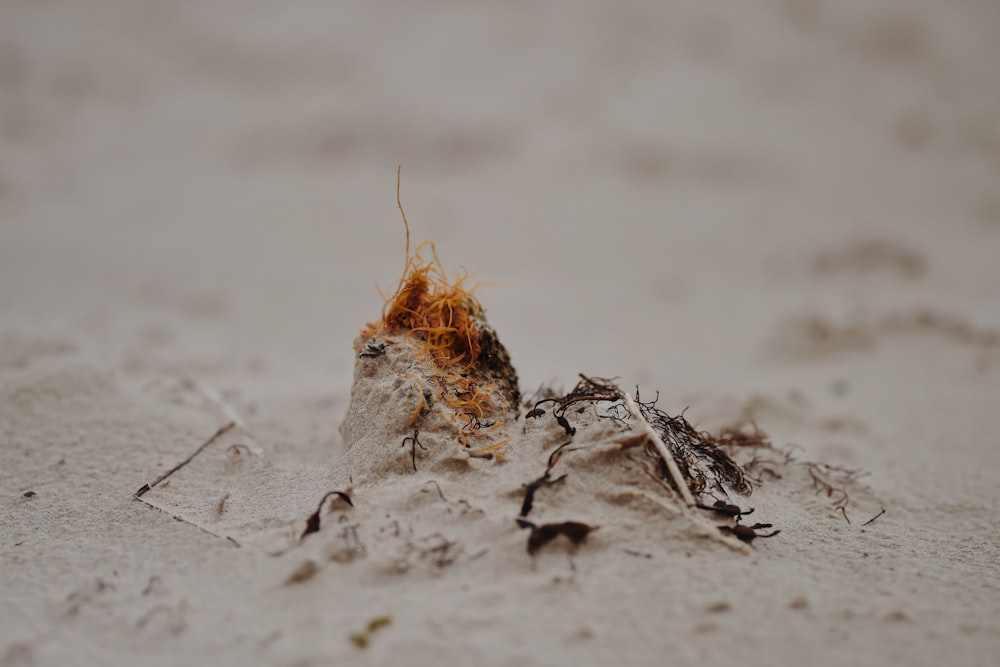 brown and white sand