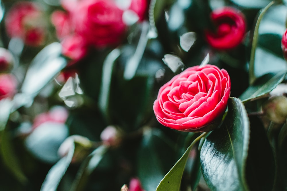 selective focus of pink flower