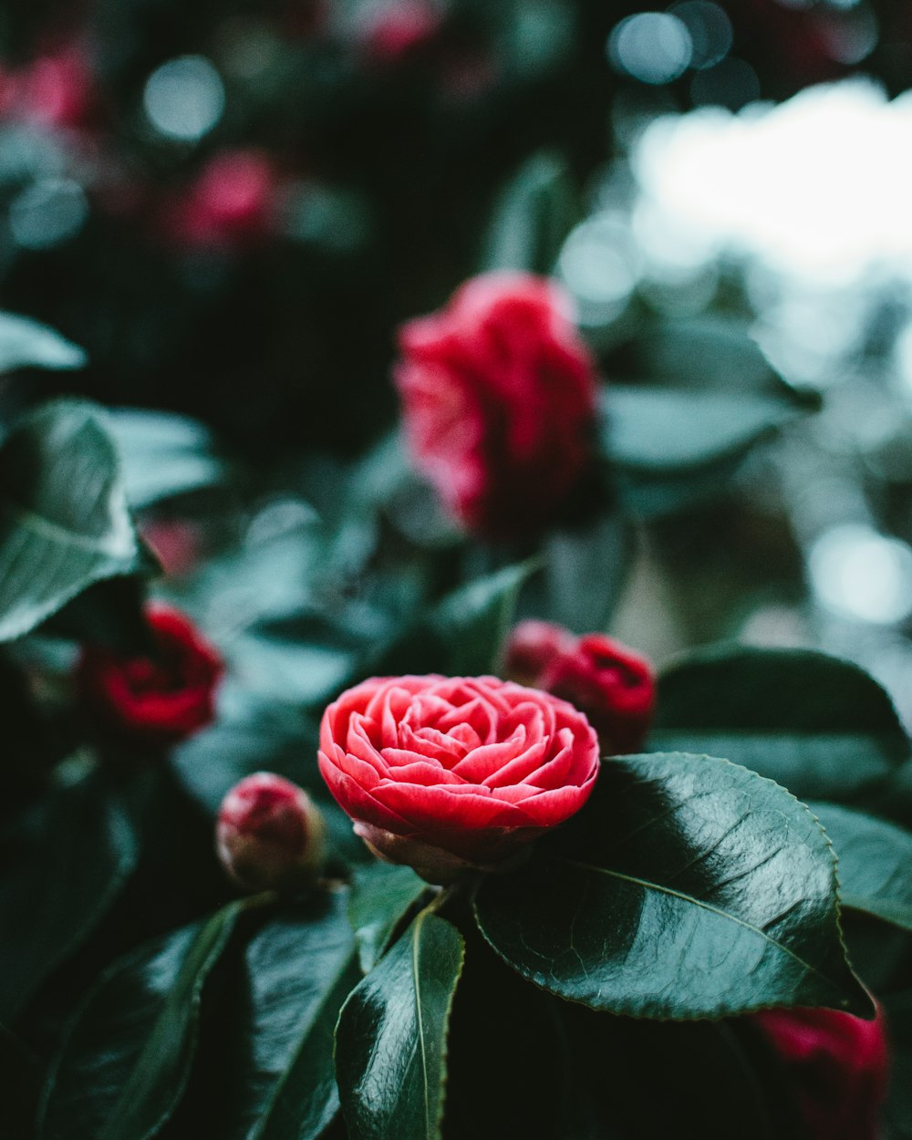 selective focus of pink flower