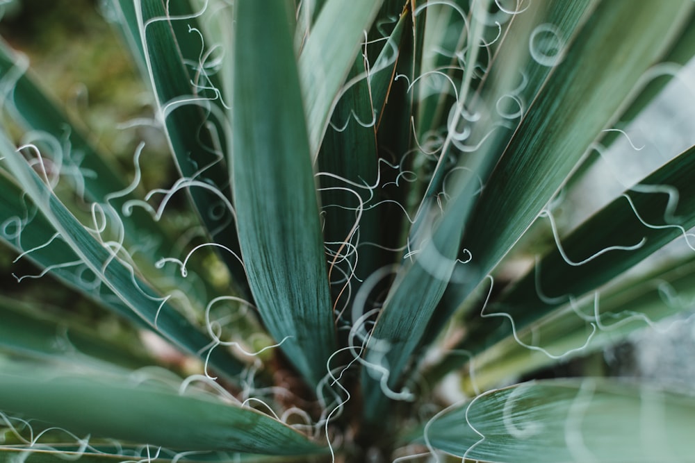 Selektive Fokusfotografie einer linearblättrigen grünen Pflanze