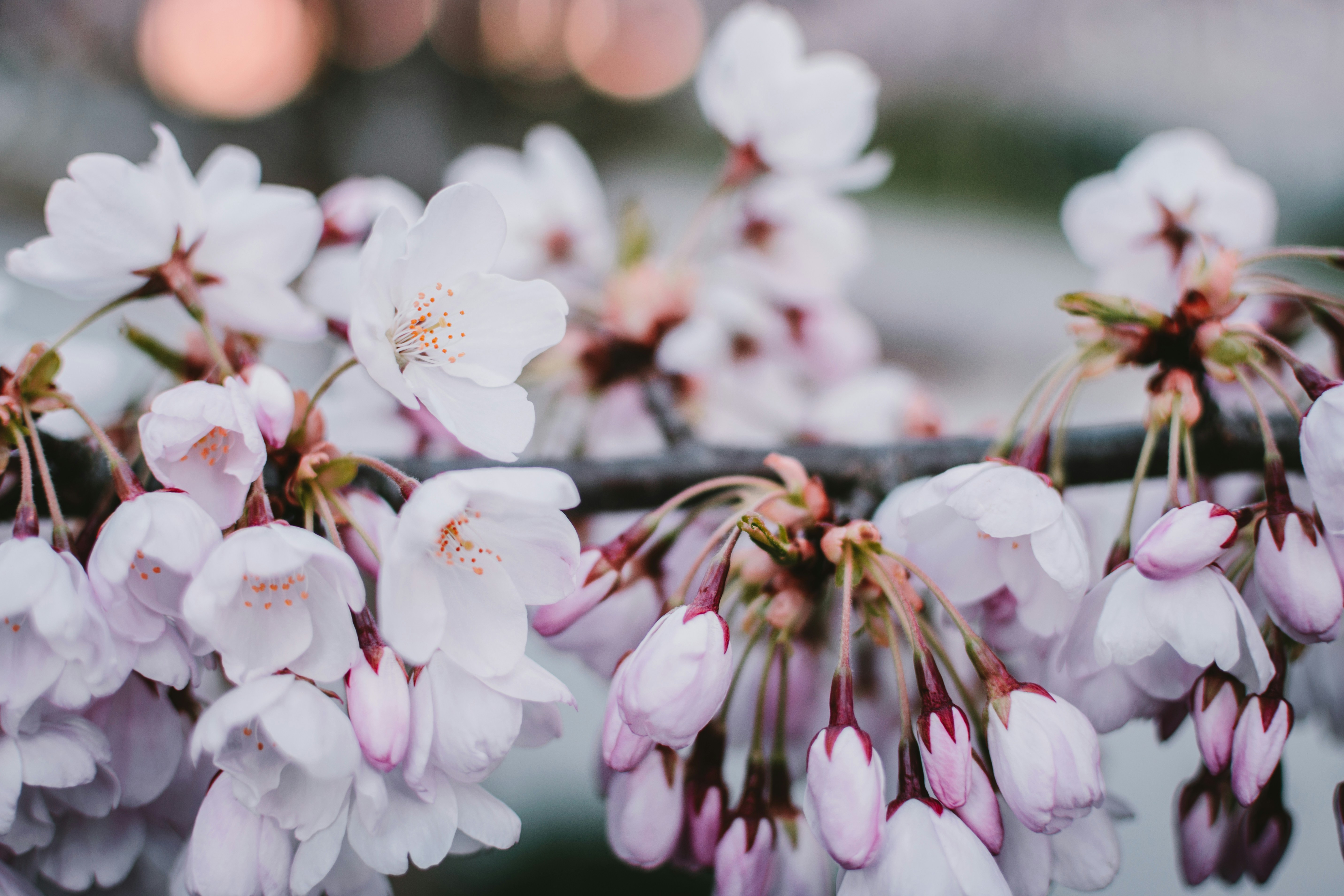 Photo by adityachinchure