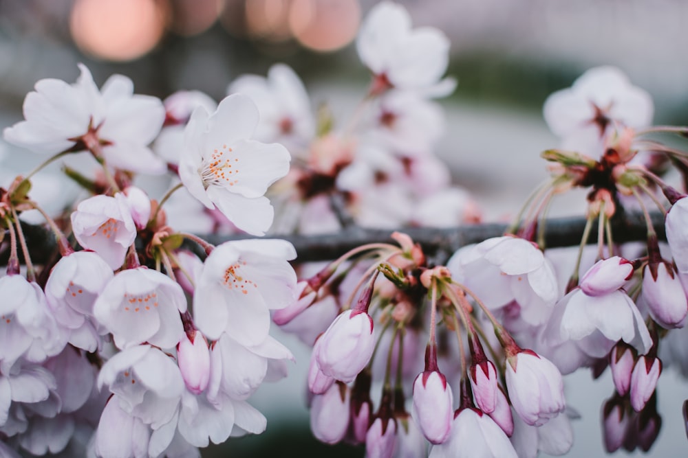 white cherry blossom