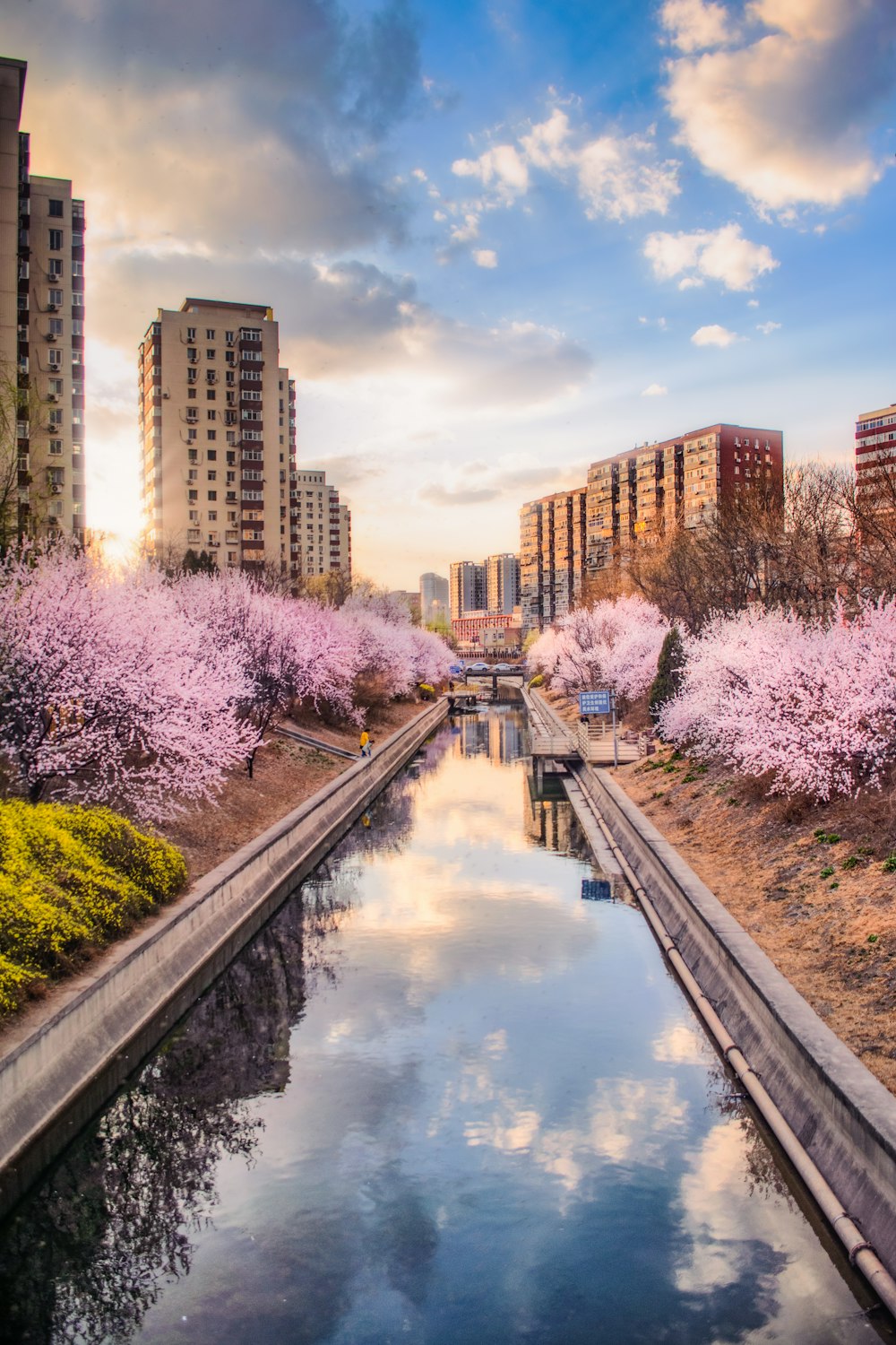 pink-leafed tree during daytime