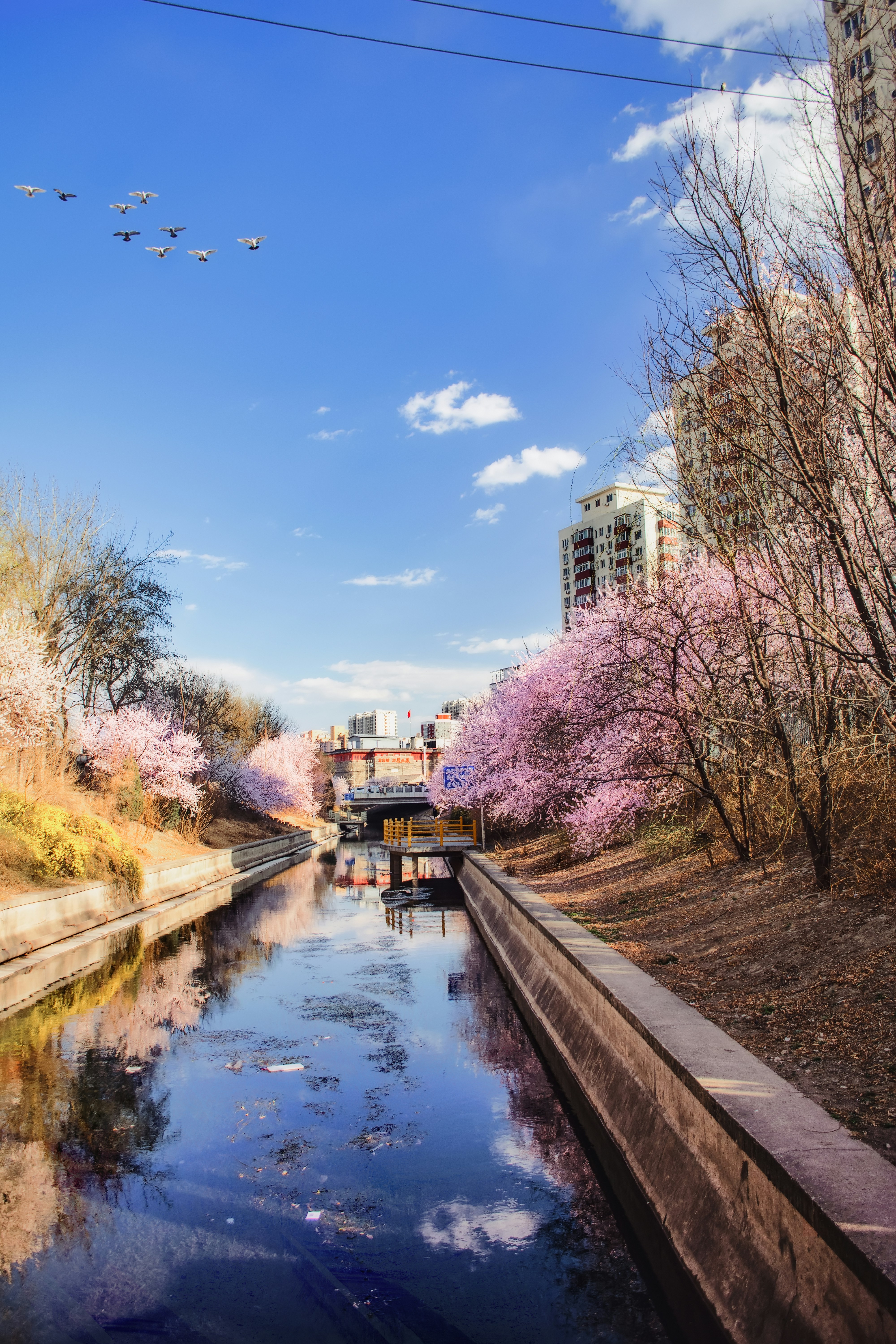 pink cherry blossom beside canal during day time