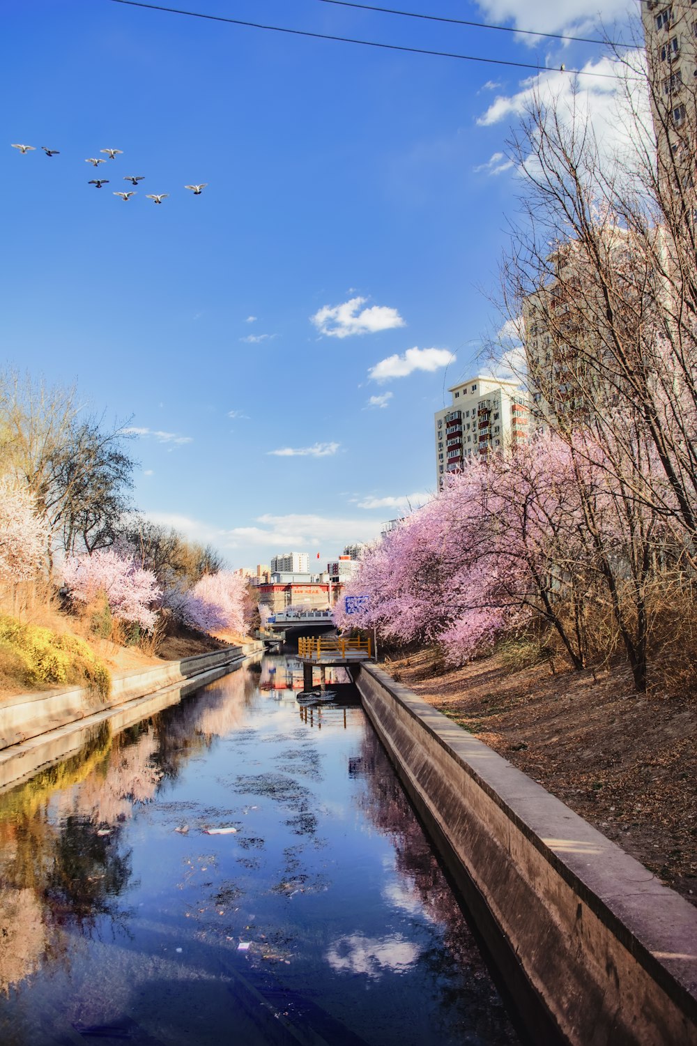 fiore di ciliegio rosa accanto al canale durante il giorno