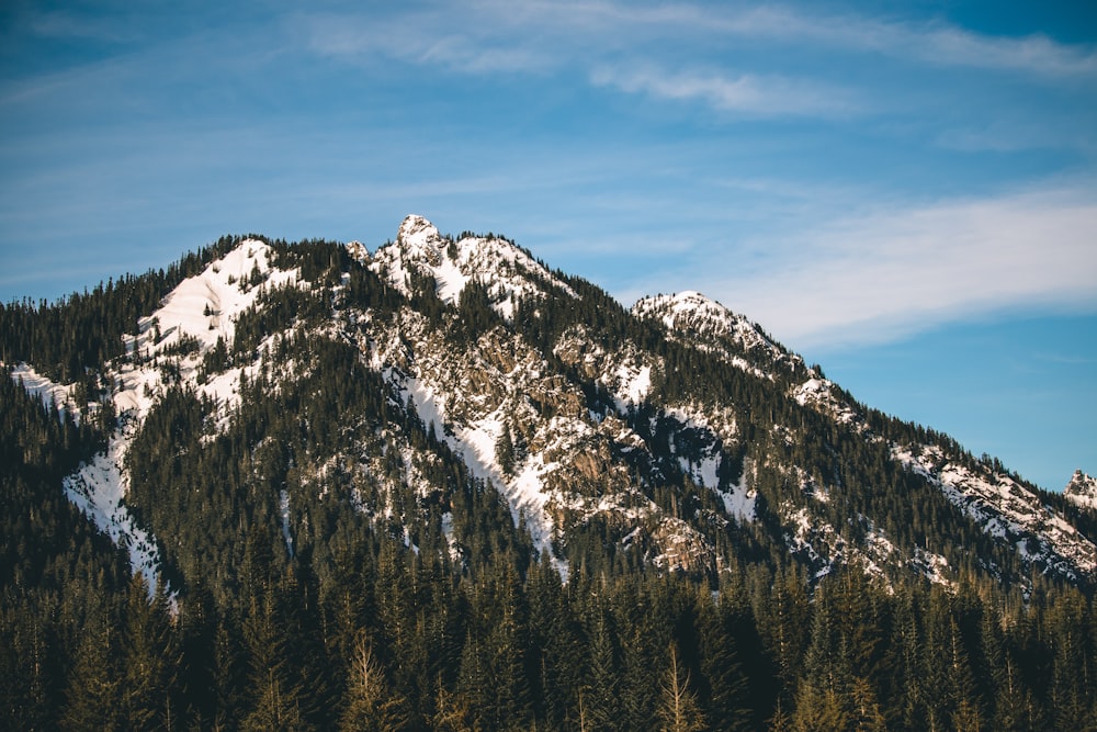 pine trees on mountain